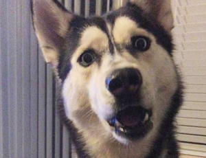 ddos攻击ip软件下载