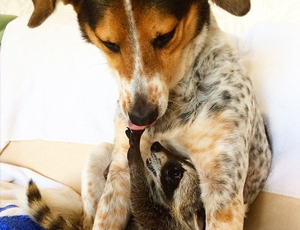 在线DDOS压力测试网页端